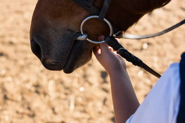 Main caressant blanc chevaux bouche — Photo
