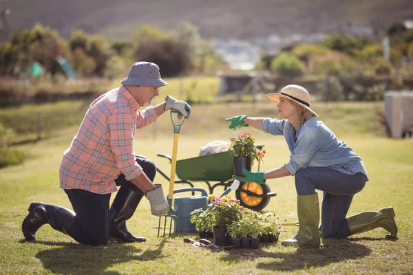 Jardinagem de casal sênior — Fotografia de Stock
