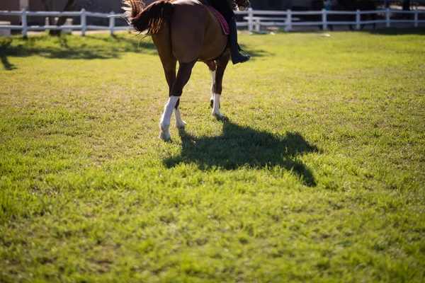 Femmina fantino equitazione cavallo — Foto Stock