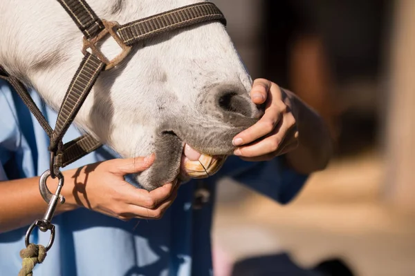 Tierärztin untersucht Pferdemund — Stockfoto