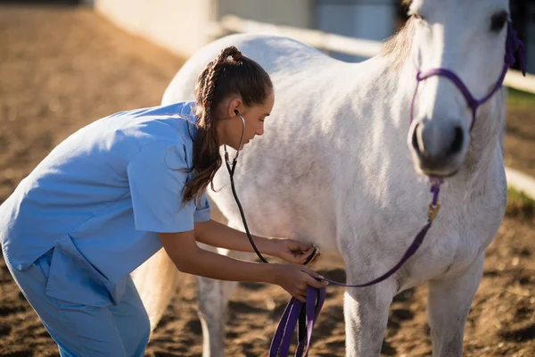 Kobiece weterynarz sprawdzanie konia — Zdjęcie stockowe