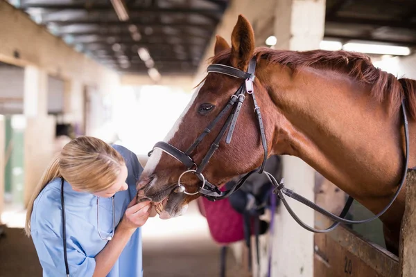 Veterinário fêmea verificando dentes de cavalo — Fotografia de Stock