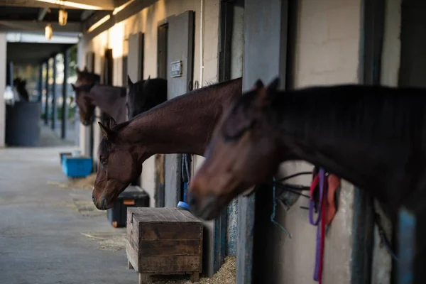 Pferde in Reihe im Stall — Stockfoto