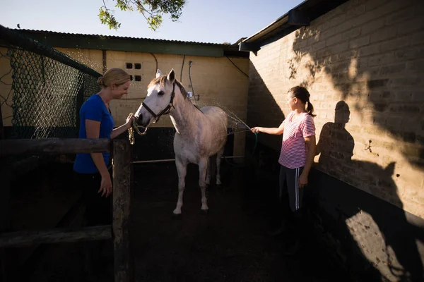 Mujer cleaning horse at barn —  Fotos de Stock