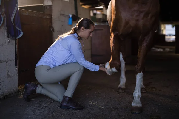 Veterinario examinando pata de caballo en establo —  Fotos de Stock