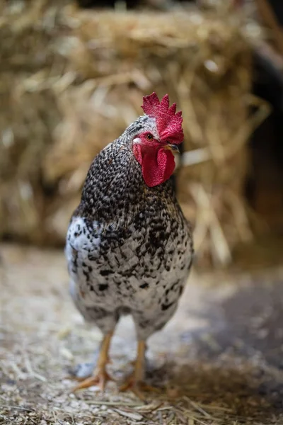 Hühnervogel im Gehege — Stockfoto