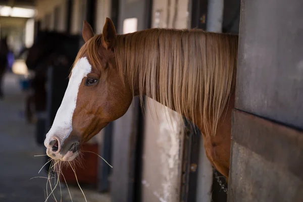 Bruin paard op stal — Stockfoto