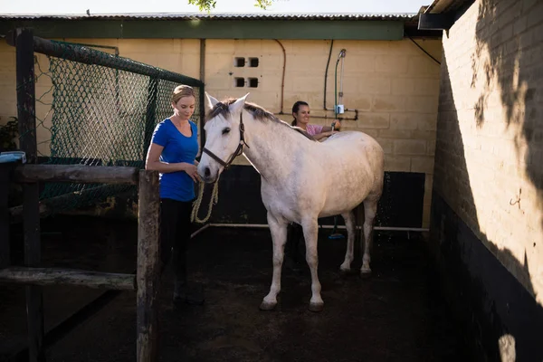 Mulheres limpando cavalo branco no celeiro — Fotografia de Stock