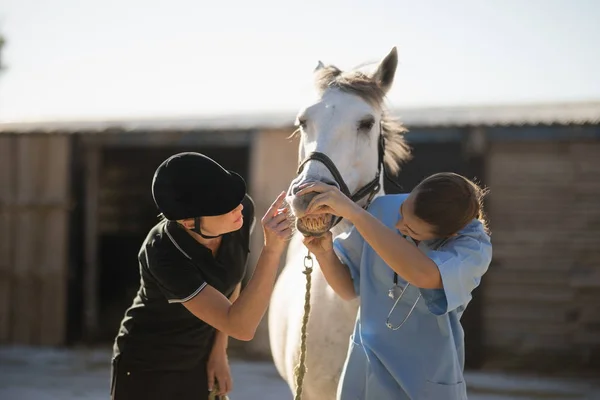 Jóquei e veterinário examinando boca de cavalo — Fotografia de Stock