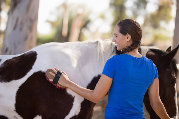 Mujer limpiando caballo — Foto de Stock