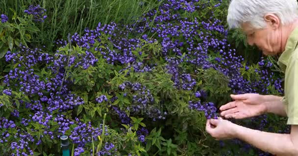 Ανώτερος άνθρωπος μυρίζοντας λουλούδια — Αρχείο Βίντεο