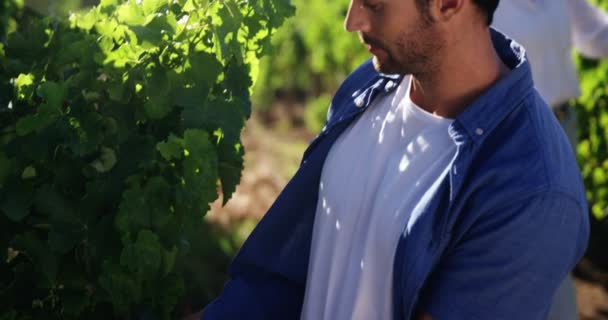 Pareja en viñedo durante la temporada de cosecha — Vídeos de Stock