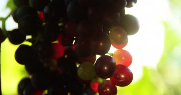 Крупним планом виноград червоного вина — стокове відео