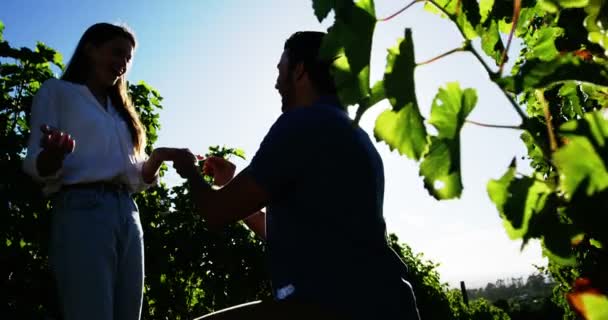Man verlovingsring zetten dames hand in de wijngaard — Stockvideo