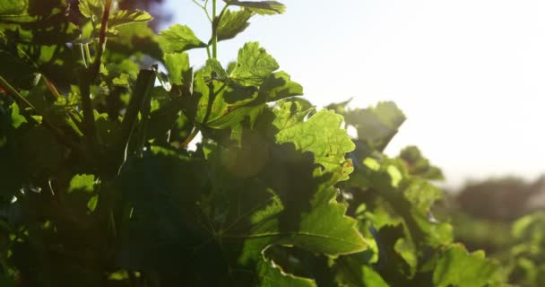 Hojas de uva en el viñedo — Vídeo de stock