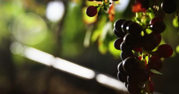 Primer plano de las uvas de vino tinto — Vídeo de stock
