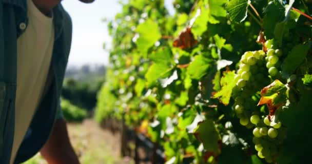 Fermier vérifiant les raisins dans le vignoble — Video