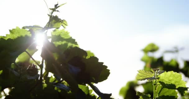 Druivenbladeren in wijngaard — Stockvideo