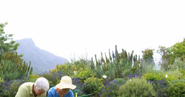 Senior pareja jardinería juntos — Vídeos de Stock