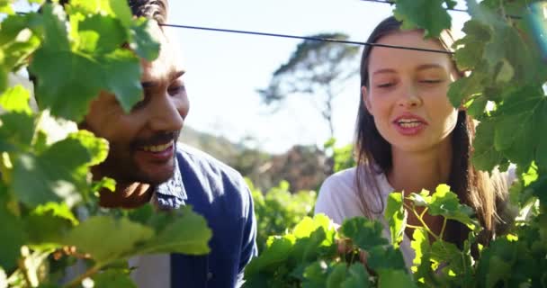 Couple romantique interagissant les uns avec les autres dans un vignoble — Video