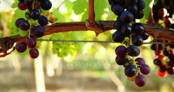 Primer plano de las uvas de vino tinto — Vídeo de stock