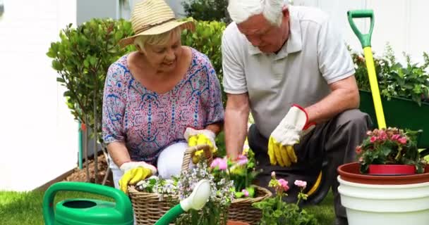 Пара садівництва в саду — стокове відео