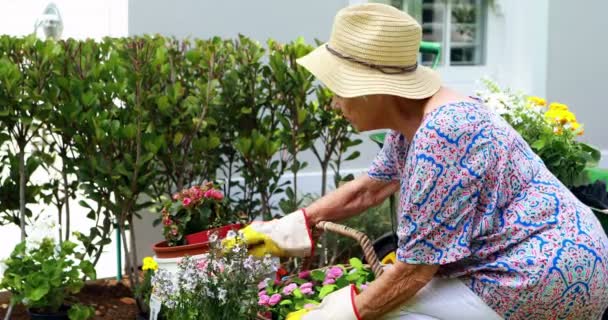 Жінка садівництво в саду — стокове відео
