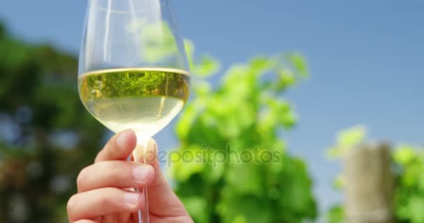 Femme main tenant verre de vin dans le vignoble — Video