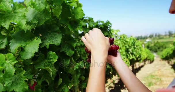 Primer plano de la mujer comiendo uvas en el viñedo — Vídeos de Stock