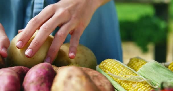 Mujer arreglando verduras frescas en canasta en la granja — Vídeos de Stock