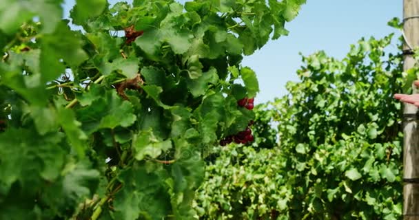 Pareja feliz mirando las uvas en el viñedo — Vídeos de Stock