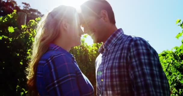 Pareja romántica de pie en el viñedo — Vídeo de stock