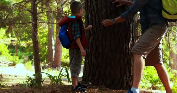 Padre e figlio toccano il tronco d'albero nel parco — Video Stock