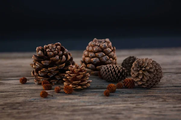 Close up of pine cones — Stock Photo, Image