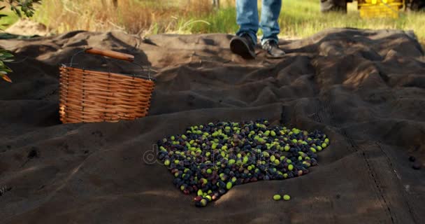 Lage sectie van man verzamelen van olijven 4k — Stockvideo