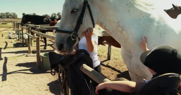 Geschwister berühren das weiße Pferd auf der Ranch — Stockvideo