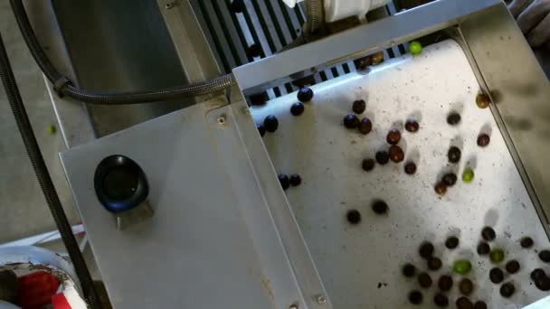 Свежие оливки движутся на конвейерной ленте — стоковое видео