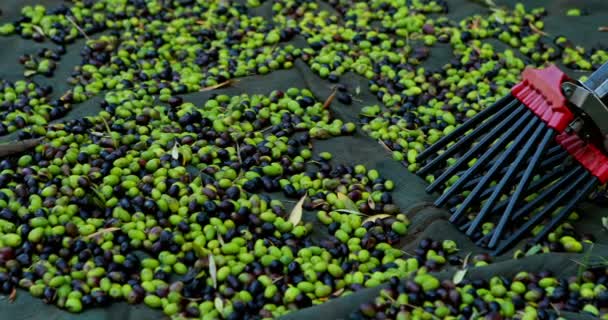 Aceitunas cosechadas sobre manta con herramienta de jardinería — Vídeo de stock