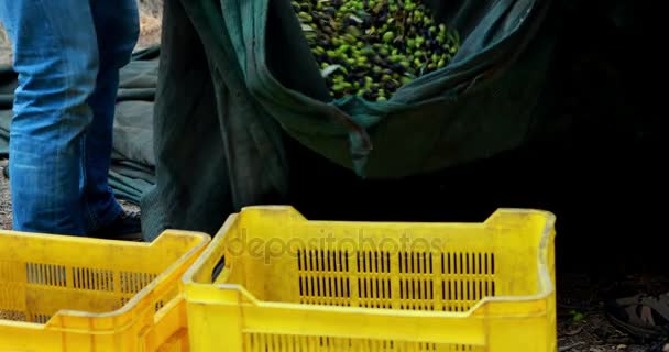 Фермеры кладут собранные оливки в ящики — стоковое видео