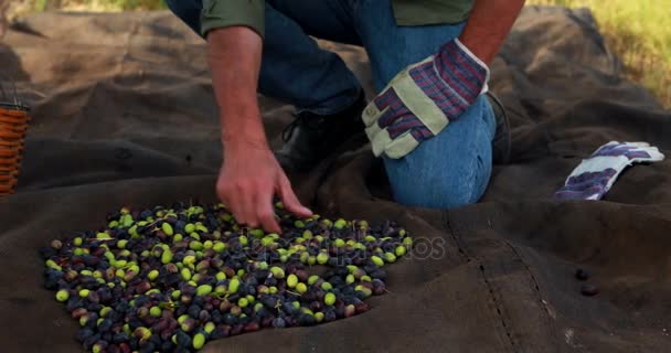 Man putting harvested olives in basket 4k — Stock Video