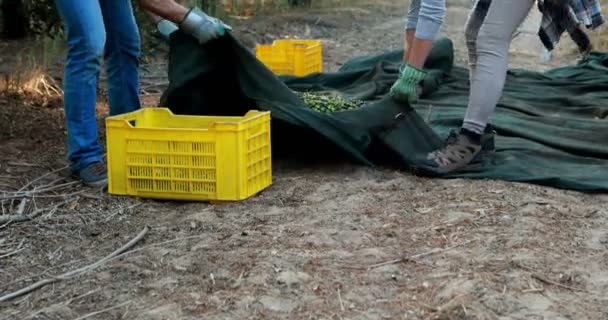 상자에 올리브를 수확 하는 농부 퍼 팅 — 비디오
