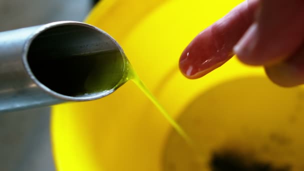 Technicien examinant l'huile d'olive produite à partir de la machine — Video