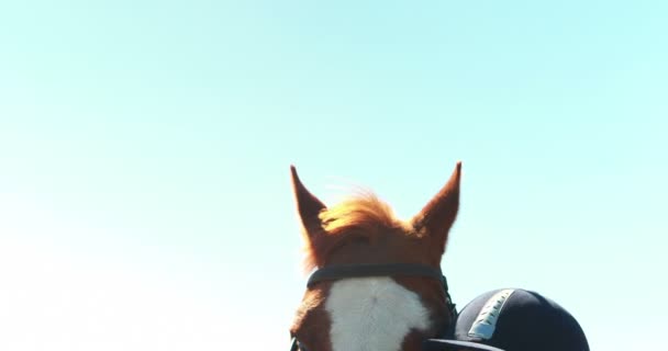 Блудниці торкаються коричневого коня на ранчо — стокове відео