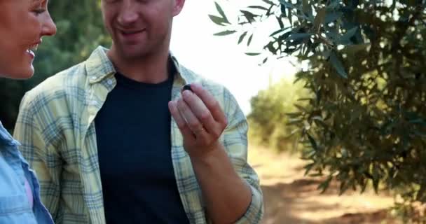 Casal examinando azeitonas em planta — Vídeo de Stock