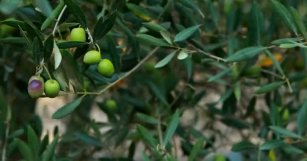 Agricultores segurando uma mão cheia de azeitonas na fazenda em um dia ensolarado — Vídeo de Stock