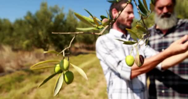 Friends examining olive oil in farm 4k — Stock Video
