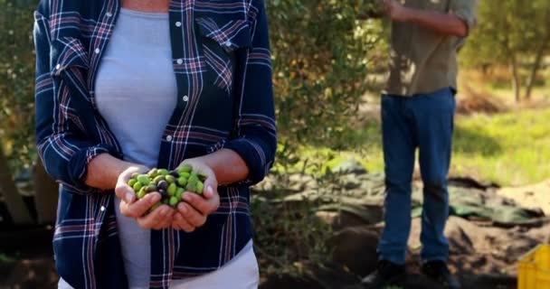 Жінка тримає зібрані оливки під час роботи чоловіка на задньому плані 4k — стокове відео
