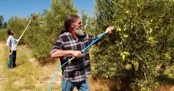Hombres usando la herramienta de recolección de aceitunas mientras cosechan 4k — Vídeos de Stock