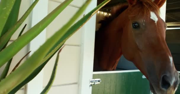 Cavallo in stalla — Video Stock