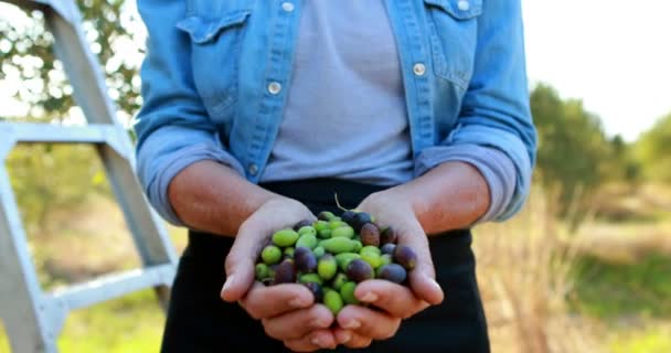 Prostřední část ženy držící sklizené olivy 4k — Stock video